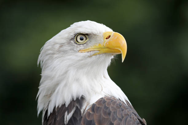 istock Close up view of American Bald Eagle 904237984