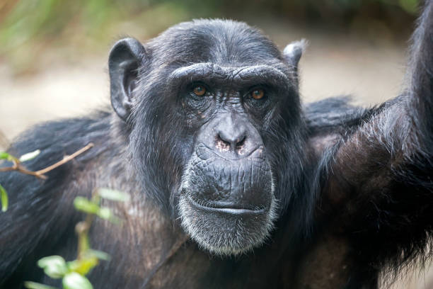 istock Male Chimpanzee Portrait 904238220