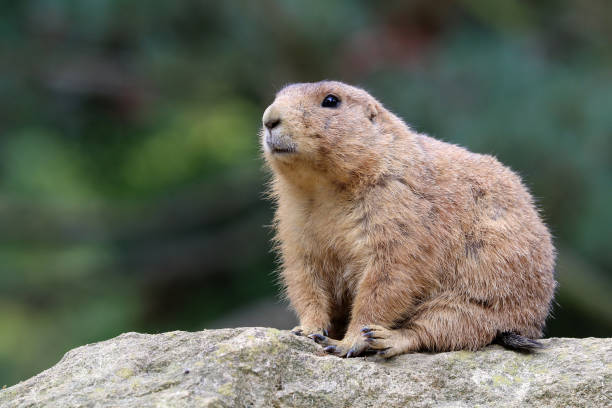 istock Prairie dog close-up 904238754