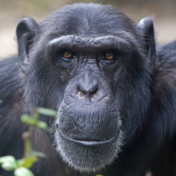istock Male Chimpanzee Portrait 904238816