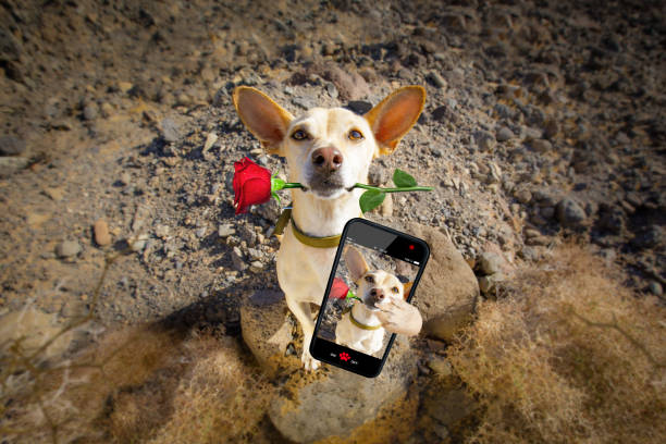 istock dog ready to go for a walk on valentines 904239164