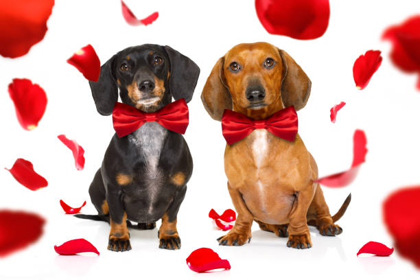 istock happy valentines dogs 904239226