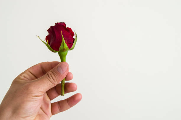 istock red rose buds, red rose buds ready to open, most beautiful rose buds 904239246