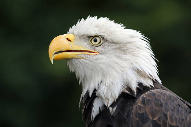 istock Close up view of American Bald Eagle 904239344