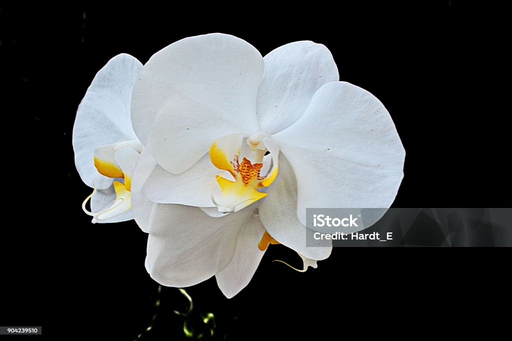 Foto de Linda Orquídea Phalaenopsis Branca e mais fotos de stock de Beleza  natural - Natureza - Beleza natural - Natureza, Botânica - Assunto, Botão -  Artigo de costura - iStock