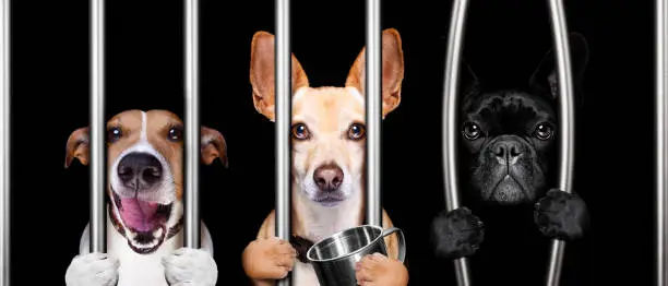 Photo of dogs behind bars in jail prison