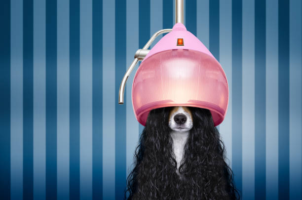 129,181 Funny Haircut Stock Photos, Pictures & Royalty-Free Images - iStock  | Dog funny haircut