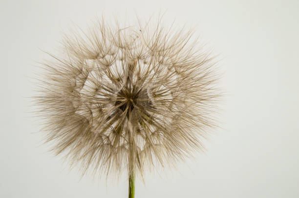 istock Dandelion,Devil Hair (Dantelion) Pictures of plants, 904241936