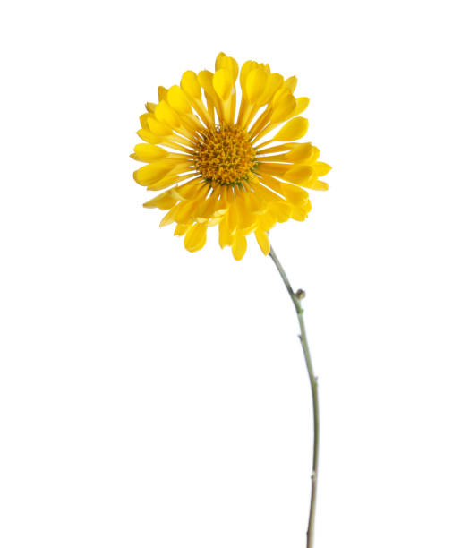 istock Yellow chrysanthemum flower (Tante Heti) isolated on white background 904242368
