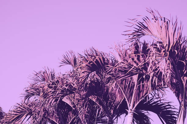 istock Palm tree retro toned. Vintage background. Travel card. Soft focus 904243032