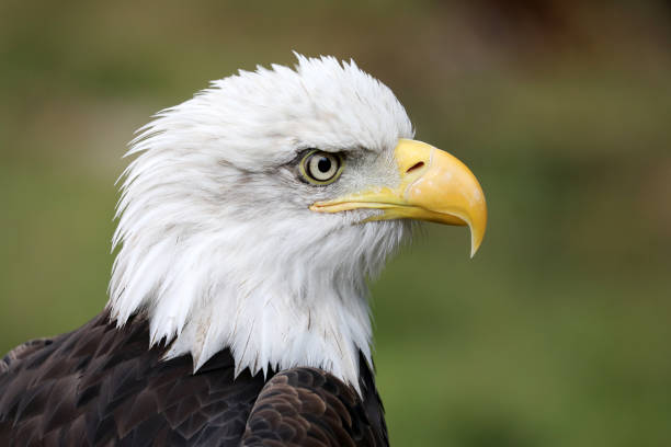 istock Close up view of American Bald Eagle 904243182