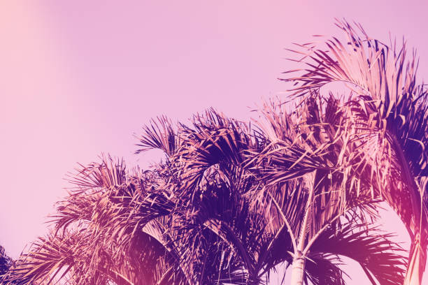 istock Palm tree retro toned. Vintage background. Travel card. Soft focus 904245526