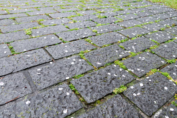 istock Green moss and fallen cherry blossom leaves on paving bricks/stone footpath, background and texture 904245540