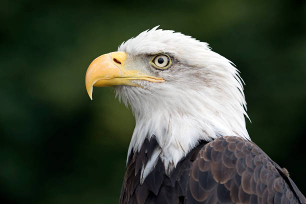 istock Close up view of American Bald Eagle 904245616