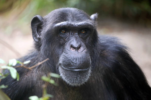 istock Male Chimpanzee Portrait 904245674