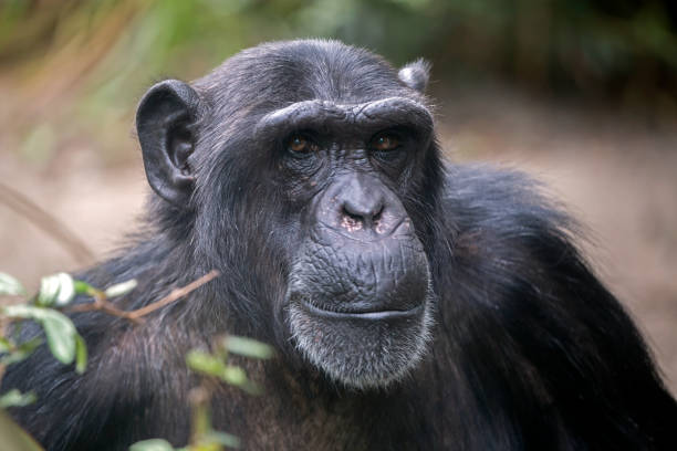 istock Male Chimpanzee Portrait 904245740