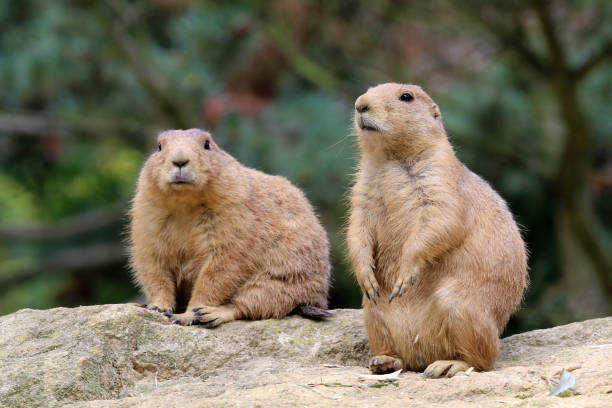 istock Prairie dog close-up 904245948