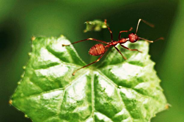 istock Close up ant on green ivy gourd leaf. 904246382