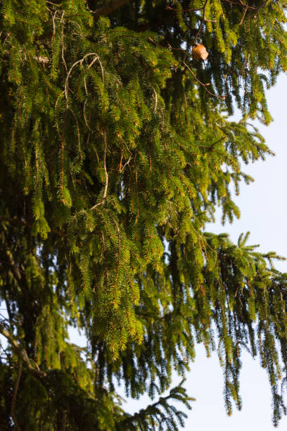istock trees nature and branches in winter month january 904249204