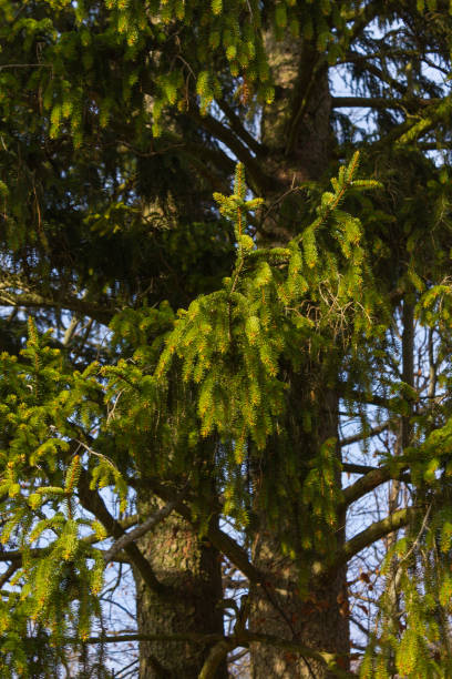 istock trees nature and branches in winter month january 904249206