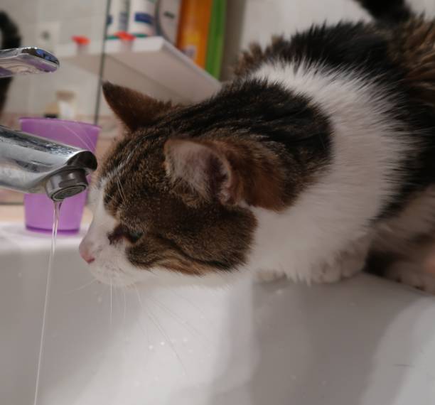 istock Cat drinking water straight from the tap 904249286