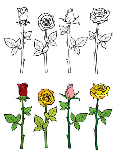 Hand drawn rose coloring page Hand drawn rose coloring page - colorful and outline roses set. Vector illustration rose cartoon stock illustrations