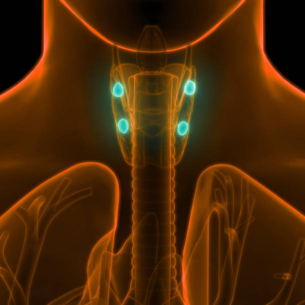 istock Human Body Glands Anatomy (Parathyroid Gland) 904250484