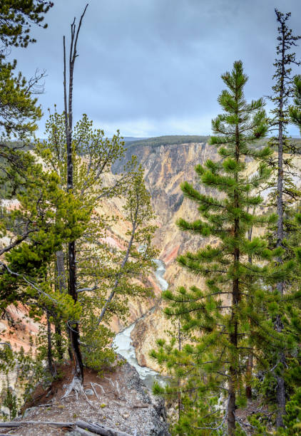 istock Grand Canyon of the Yellowstone 904253080