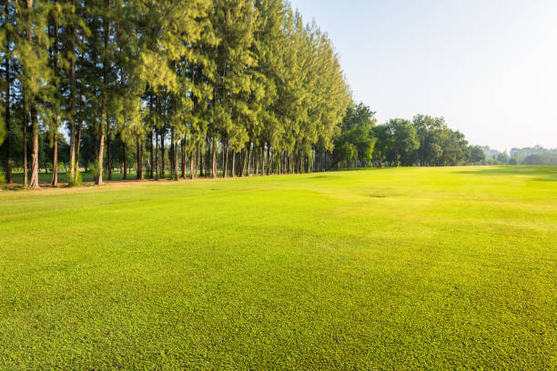 istock Scenery green park and beautifil grass field 904253102