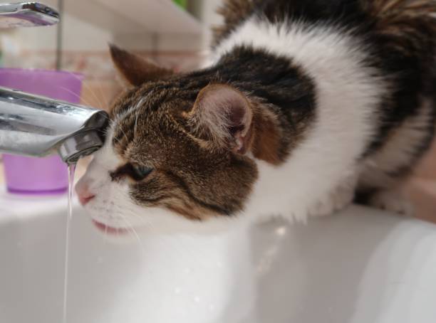 istock Cat drinking water straight from the tap 904253804