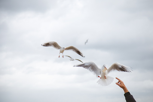 One man feeding the birds some food.