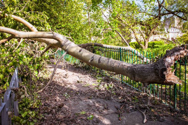 umgestürzter baum blockiert einen pfad nach einem sturm - baumstamm am boden stock-fotos und bilder