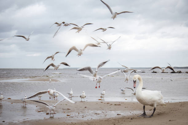 Seagulls and a swan hunting for fish at the sea coastline.
