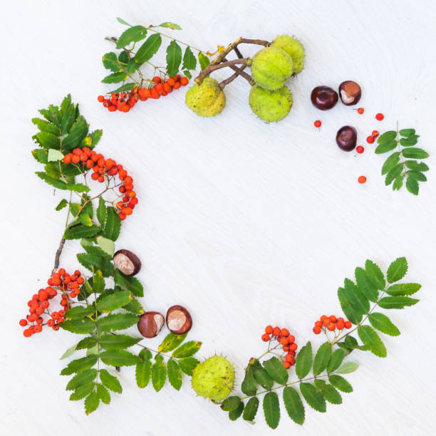 istock Autumn composition. rowan berries and autumn leaves on white background 904265186