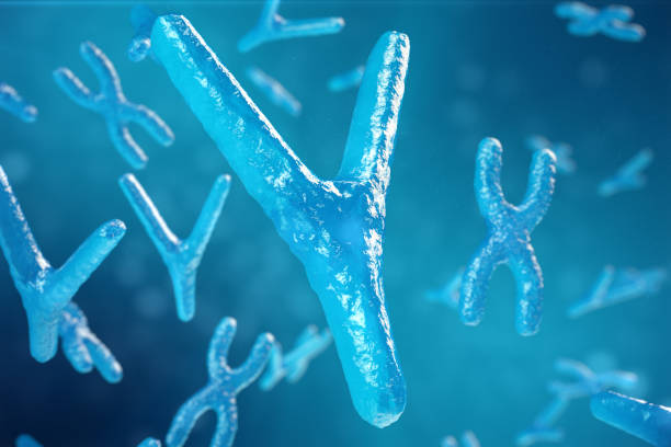 3d illustration chromosomes xy comme un concept de biologie humaine symbole médical génique thérapie ou microbiologie génétique de recherche - chromosome photos et images de collection