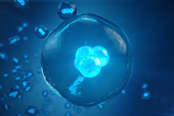 Human or animal cells on blue background. Concept Early stage embryo Medicine scientific concept, Stem cell research and treatment. 3D illustration. Human or animal cells on blue background. Concept Early stage embryo Medicine scientific concept, Stem cell research and treatment, 3D illustration human blastocyst stock pictures, royalty-free photos & images