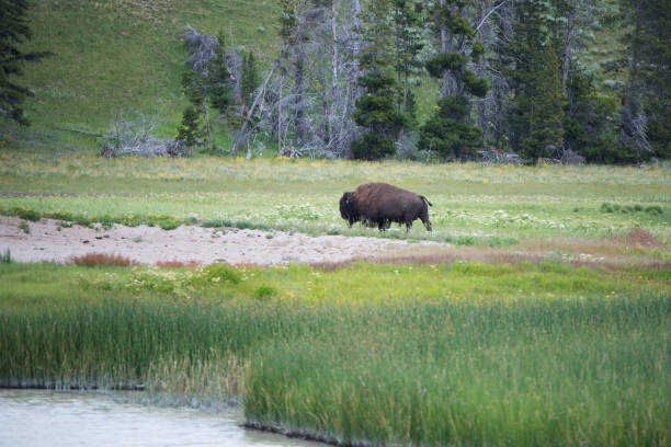 istock A Buffalo by the Water 904269434
