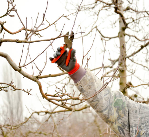 istock Pruning a apple tree with garden secateurs in winter 904269472