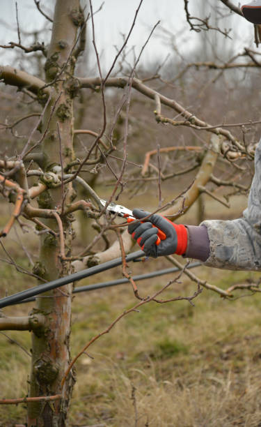 istock Pruning a apple tree with garden secateurs in winter 904269508