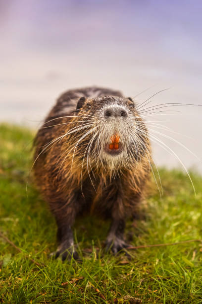 eurasian castor - nutria rodent beaver water - fotografias e filmes do acervo