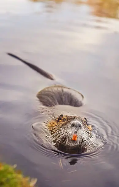 eurasian beaver or nutria swimming in water