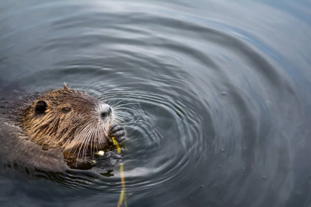 eurasian beaver - nutria rodent beaver water imagens e fotografias de stock