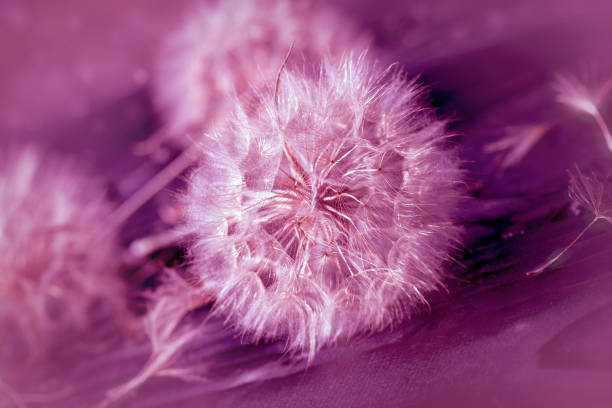 istock Dandelion seeds - selective focus on dandelion seeds 904273356