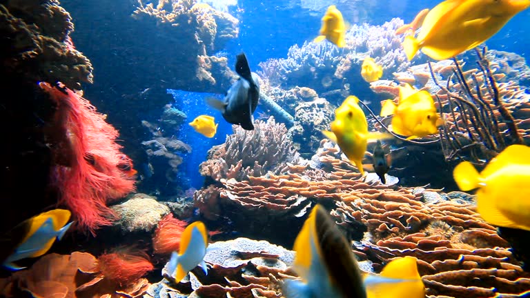 Descarga videos de stock de Peces De Acuario gratis en 4K y HD 35492 clips Descarga videos de stock de Peces De Acuario gratis en 4K y HD 35492 clips