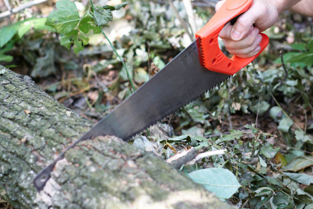 istock Hand hacksaw on wood cutting of tree on a natural background 904277910