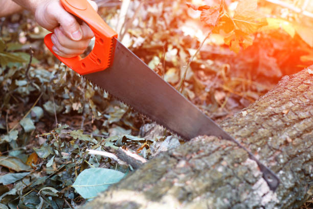 istock Hand hacksaw on wood cutting of tree on a natural background 904277942