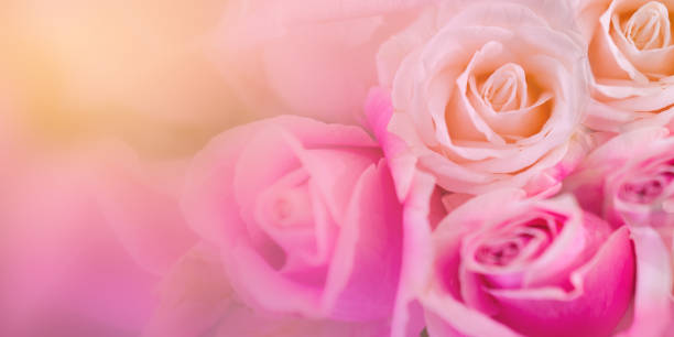 istock Pink roses Background blur Valentine 904278044