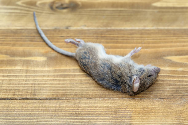 closeup dead field mouse (apodemus) on wooden floor inside storehouses - dead animal mouse dead body death imagens e fotografias de stock