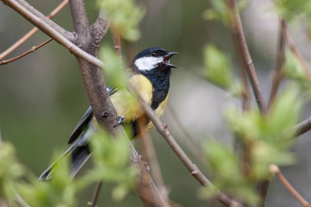 istock Bird singing in spring forest with fresh green tree in Sunny day 904278378