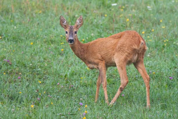 istock Roe Deer, Capreolus capreolus, Doe in green meadow 904278558